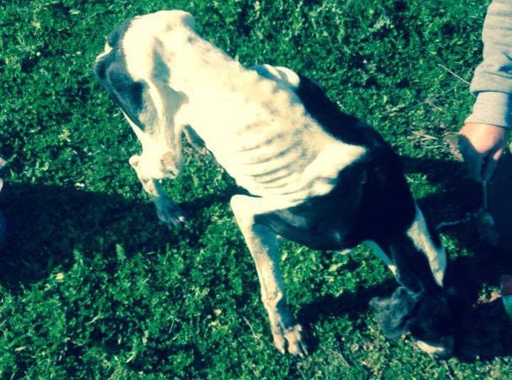 PrevezaPointer (1)